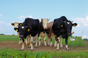 Krowy łaciate czarno białe łaty mleko hodowla - obrazy, fototapety, plakaty
