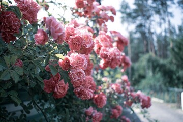 Fototapeta premium Background of rose bushes in bloom