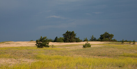 Obraz premium Small pine trees in a field with blue sky in spring or summer