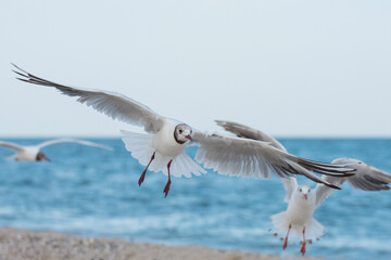 Beautiful seagulls are flying over the blue sea.