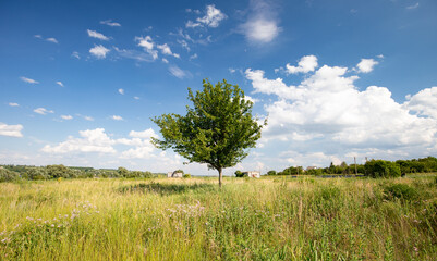 Fototapeta na wymiar One tree in a field with blue sky in spring or summer
