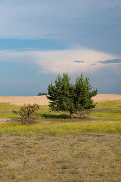 One pine tree in a field with blue sky in spring or summer © Dmitry