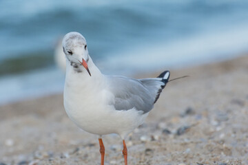 Funny bird. Portrait of an Ivory gull walking along the seashore.