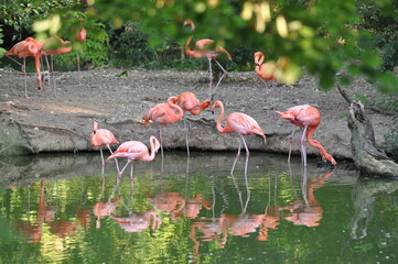 pink flamingos in the water