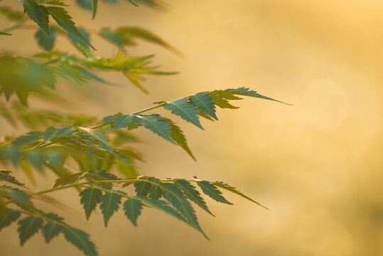 Fototapeta summer tree leaves shot with telelens