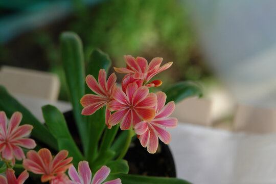 A close up of tiny striped pink flowers of Lewisia cotyledon (Siskiyou lewisia or cliff maids)