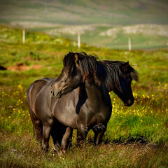 ICELAND HORSES