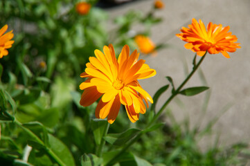 Blooming Calendula in the Garden