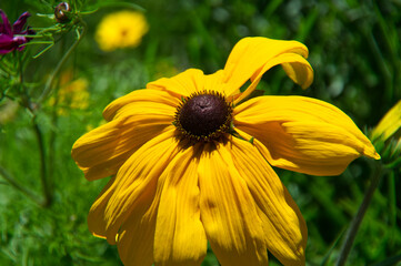 Black-eyed Susan