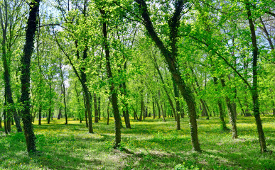 Trees and green grass in the park. Forest in the park in spring.