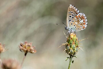BUTTERFLY ON FLOWER