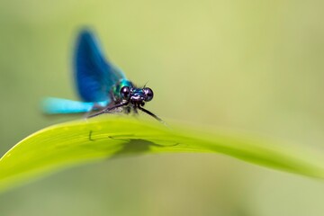 
dragonfly portrait