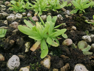 Pinguicula gigantea x moctezumae is a vigorous and easy grower.