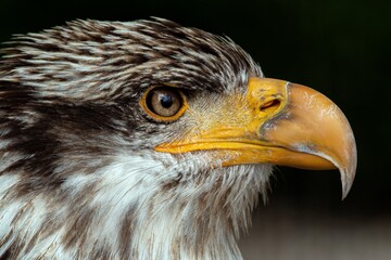 eagle