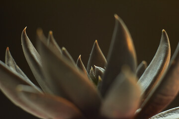 Decorative plant succulent. Indoor plant, close-up and soft focus. It is well suited for the design...