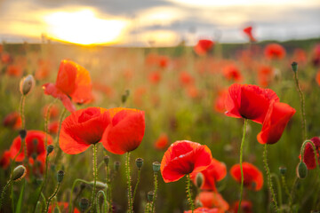 Obraz premium Zachód słońca nad polem maku