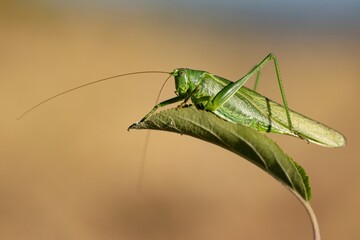 
green grasshopper on leaf