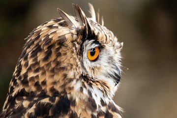 
OWL PORTRAIT