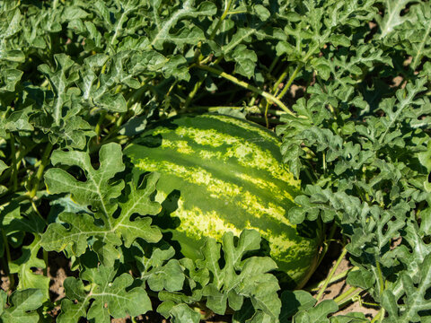 Sandia madurando en su misma parra en un d&iacute;a soleado.