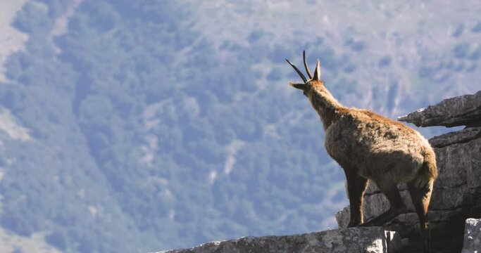 Wild chamois on top of the mountain. Rupicapra pyrenaica ornata