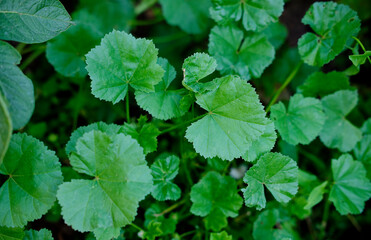 Fototapeta na wymiar green leaves background. Centella Asiatica. weed in the country. green plant