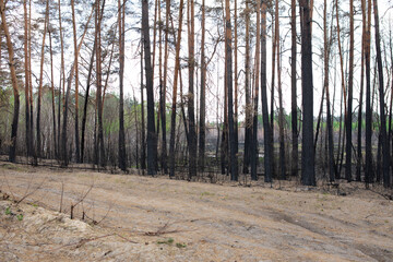 Pine forest after a fire 