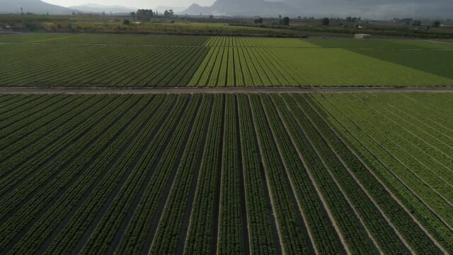 high-altitude view of a lettuce field