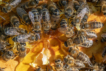 Macro photo of a bee hive on a honeycomb with copyspace. Bees produce fresh, healthy, honey. Beekeeping concept