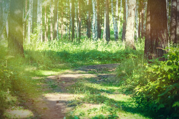 Fototapeta na wymiar footpath in the summer forest. sunny day, nature