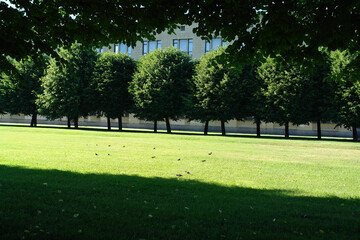 Obraz premium Lawn with mowed green grass and tidy row of linden trees (Tilia platyphyllos) in the city park on a sunny summer day