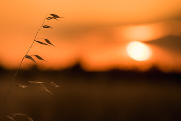 sunset avena fatua summer field