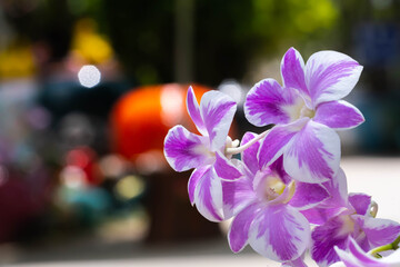 Fototapeta na wymiar orchids,purple orchids is considered the queen of flowers in Thailand.