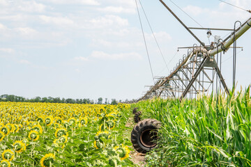 Center pivot sprinkler system watering corn shoots in a corn field