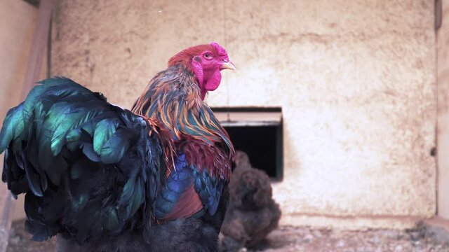 Black rooster australorp (Gallus gallus) with dark green plumage looks into the camera. Close-up