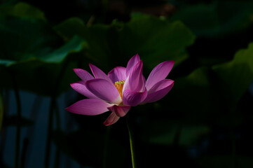 Obraz premium pink lotus flower