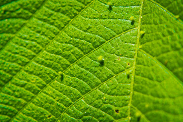 Young plant growing in the garden
