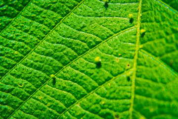 Young plant growing in the garden