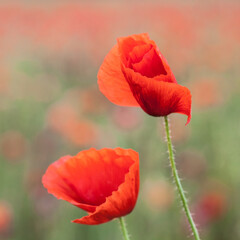 Obraz premium Couple de coquelicots des champs