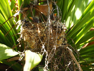 la vida asomandose en el nido  en forma de pequeños polluelos de ave color negro y naranja,...