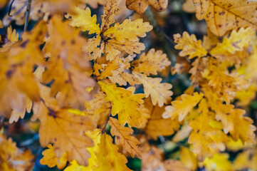 Pattern. Texture. Photo of oak leaves on a branch in late autumn.