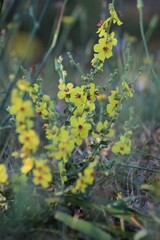 Yellow flowers of Mullein. Mullein (Verbascum) in a natural environment of growth. Wild herbs Verbascum thapsus (Common Mullein) yellow flowers on the meadow.
