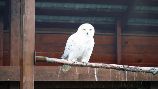 Snowy Snowy Owl, Bubo Scandiacus, Nyctea Scandiaca. An owl fly and sits on a branch near the house and looks at the camera