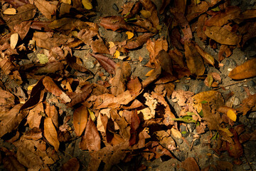 Dry yellow leaves of autumn outdoors