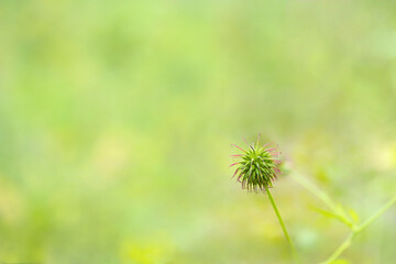 Wild bur with defocused grass on the glade. Nature background