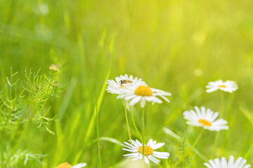 Wild flowers background. Chamomile in sunlight. Honey bee collecting pollen. 