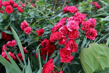 Beautiful coral scarlet wild roses, A close up of a flower. 