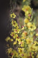 Yellow flowers of Mullein. Mullein (Verbascum) in a natural environment of growth. Wild herbs Verbascum thapsus (Common Mullein) yellow flowers on the meadow.