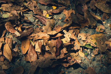 Dry yellow leaves of autumn outdoors