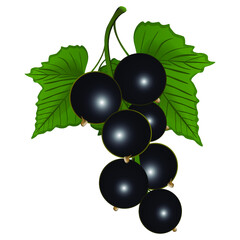 Ripe black currant with leaves on a white background. Vector illustration.