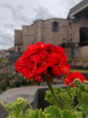 red flowers in the garden